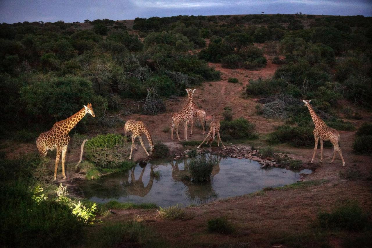 Safari Lodge - Amakhala Wildreservaat Buitenkant foto