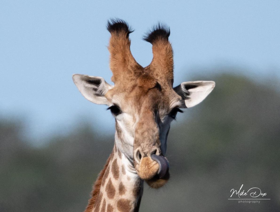 Safari Lodge - Amakhala Wildreservaat Buitenkant foto