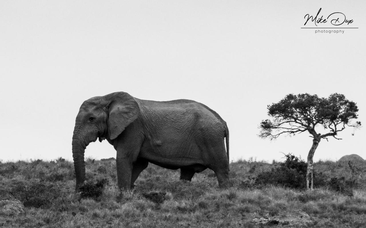 Safari Lodge - Amakhala Wildreservaat Buitenkant foto