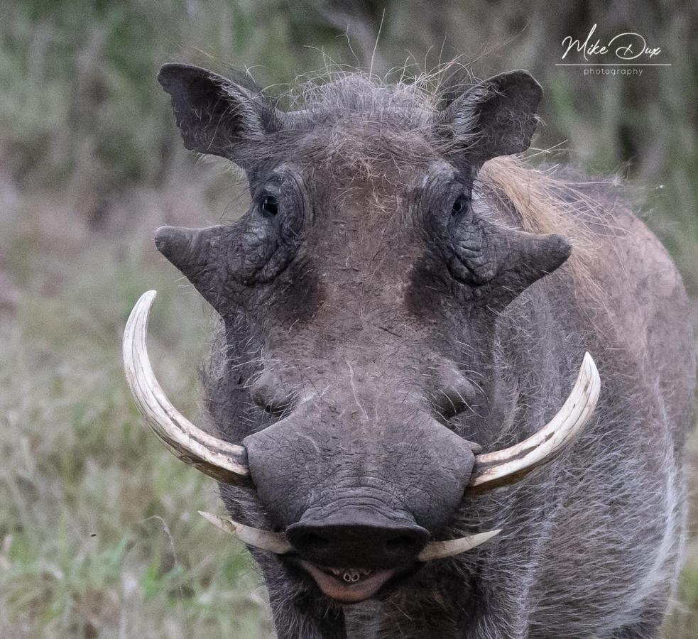 Safari Lodge - Amakhala Wildreservaat Buitenkant foto
