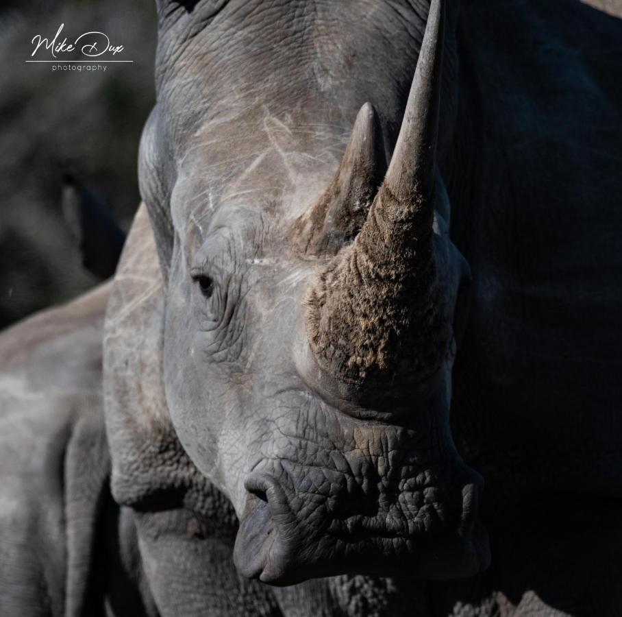 Safari Lodge - Amakhala Wildreservaat Buitenkant foto