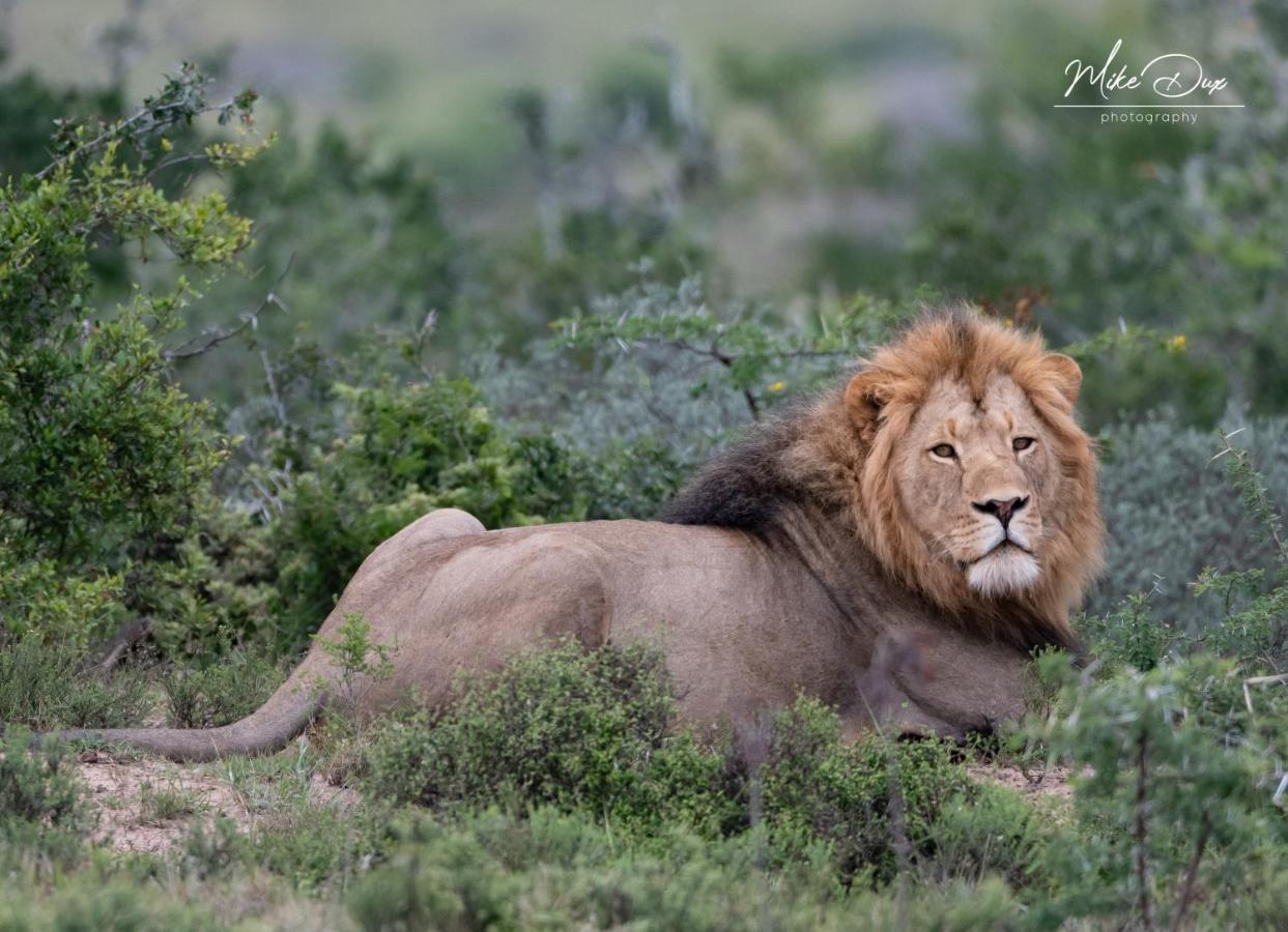 Safari Lodge - Amakhala Wildreservaat Buitenkant foto