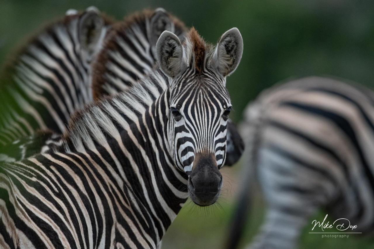 Safari Lodge - Amakhala Wildreservaat Buitenkant foto