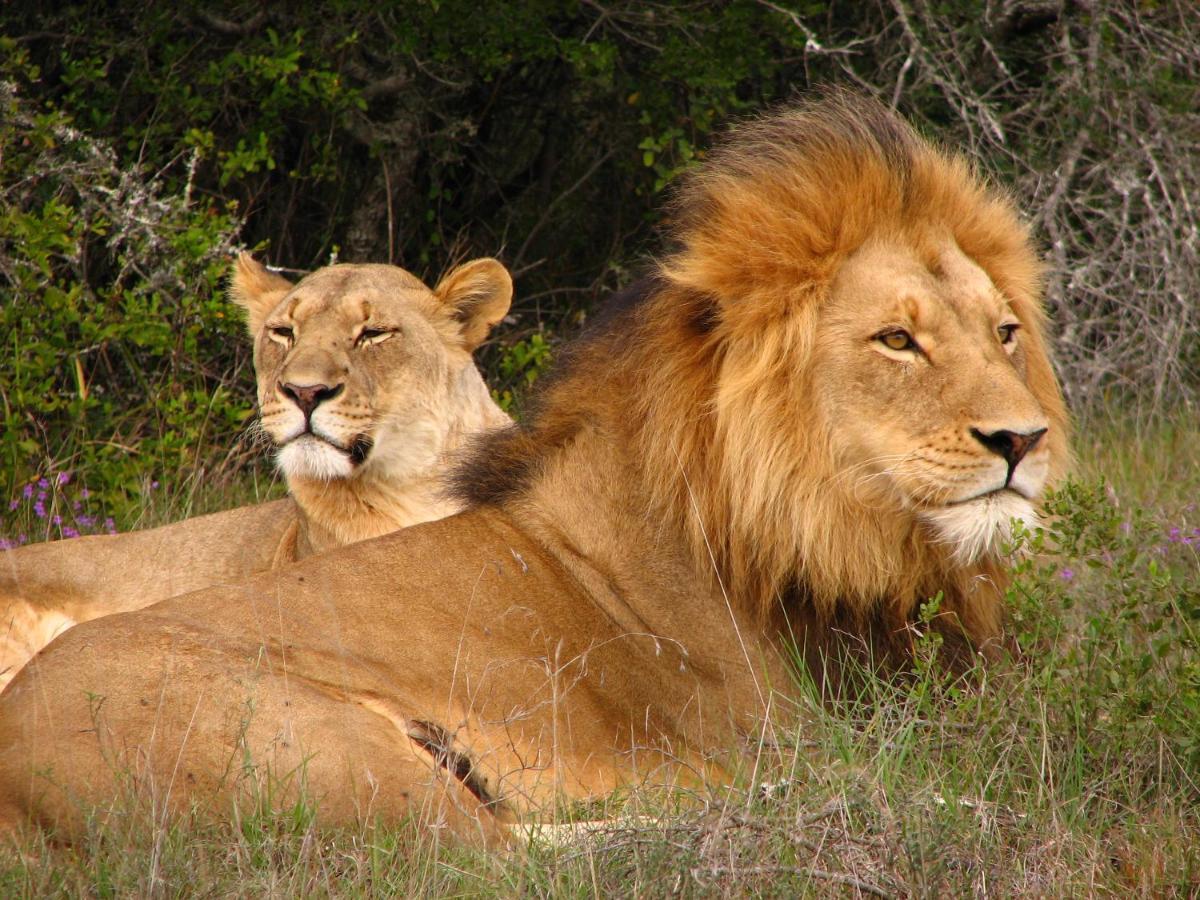 Safari Lodge - Amakhala Wildreservaat Buitenkant foto