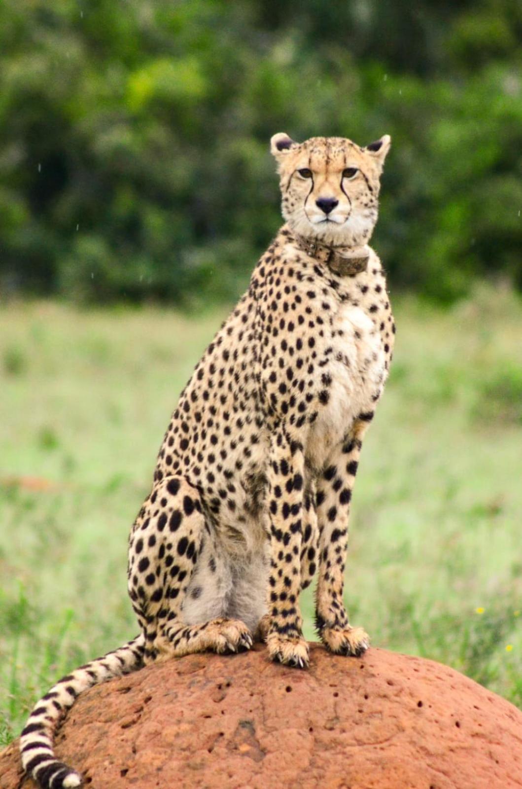 Safari Lodge - Amakhala Wildreservaat Buitenkant foto