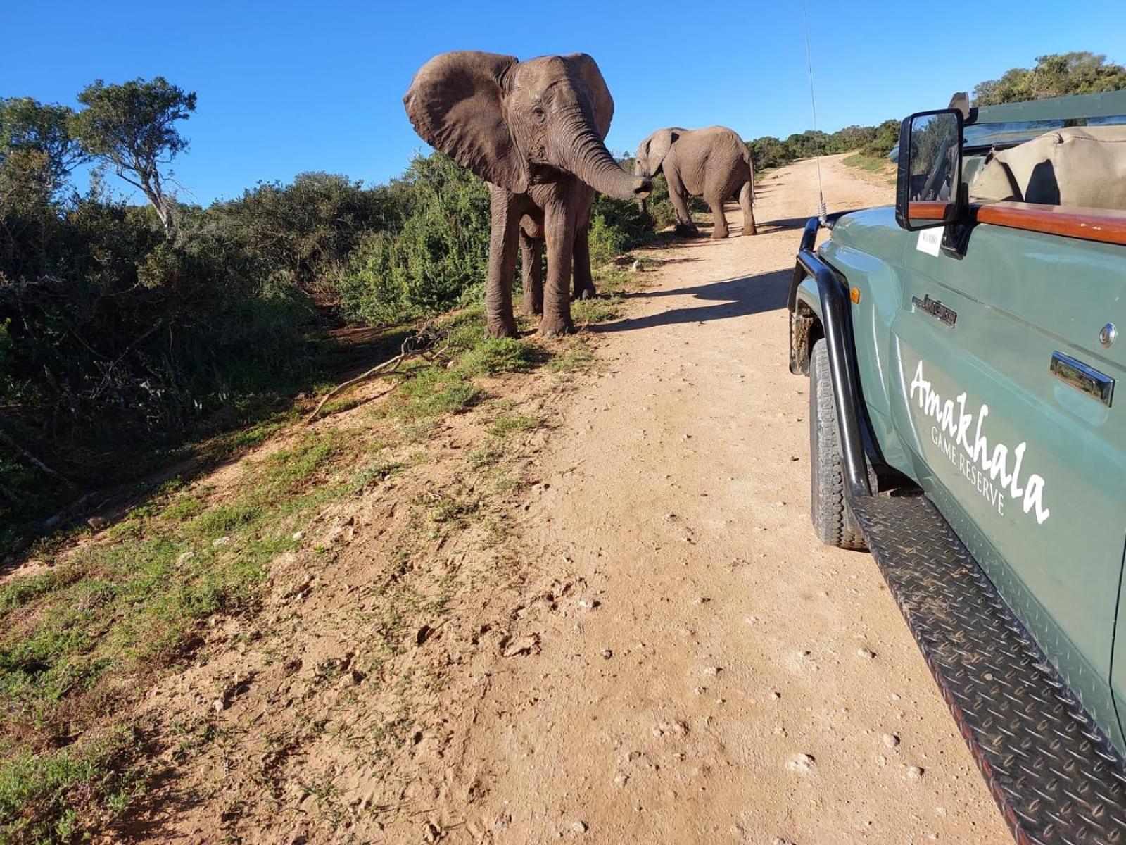 Safari Lodge - Amakhala Wildreservaat Buitenkant foto